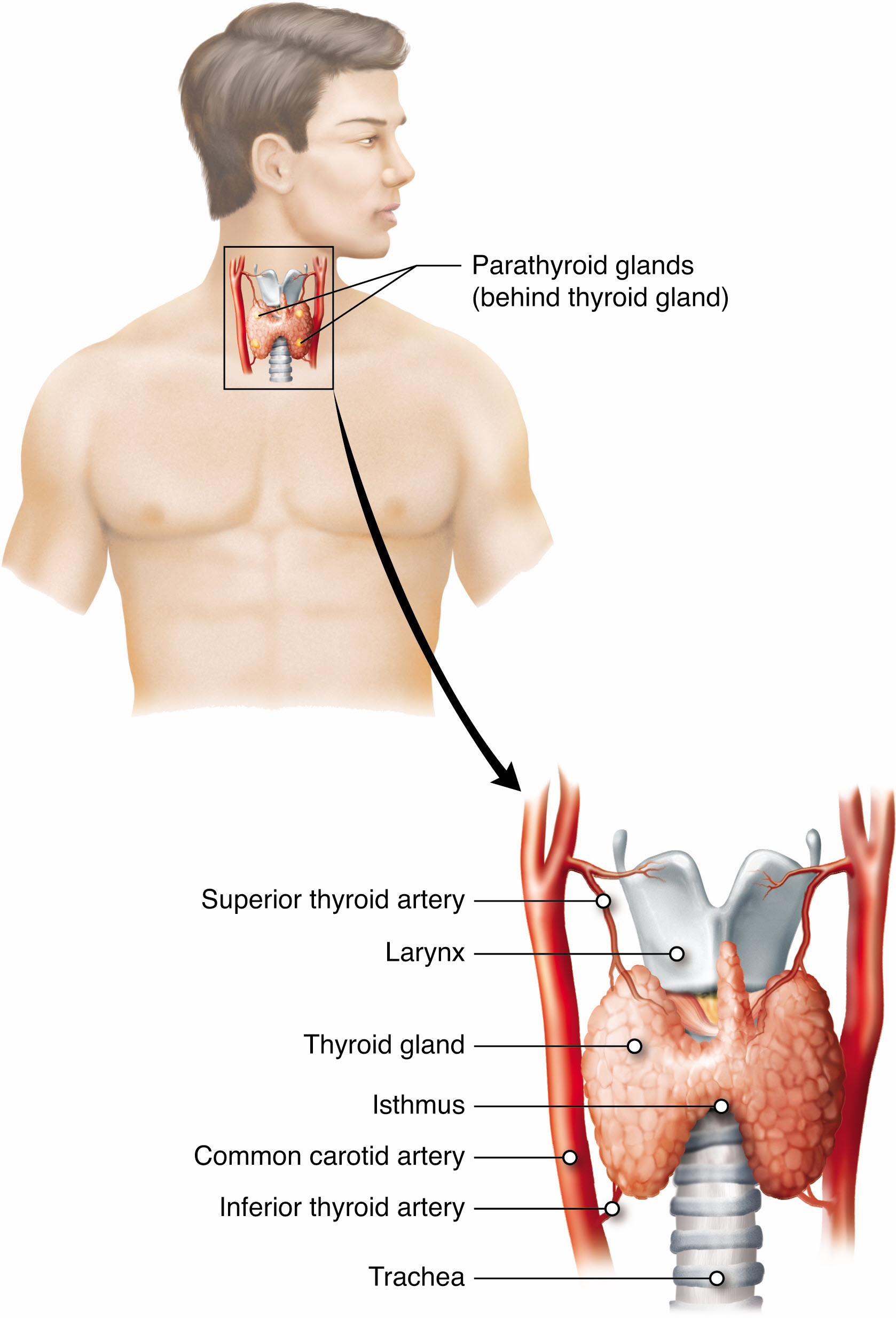 KnowledgeWorks Drawing Thyroid gland and its vascularisation
